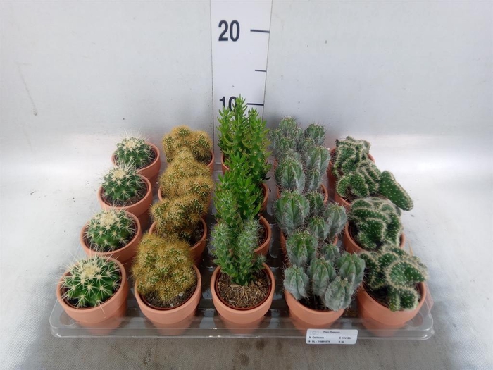 <h4>Cactus   ...mix  5</h4>