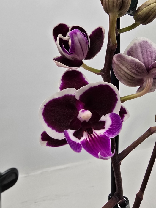 <h4>Limited 32 week 7</h4>