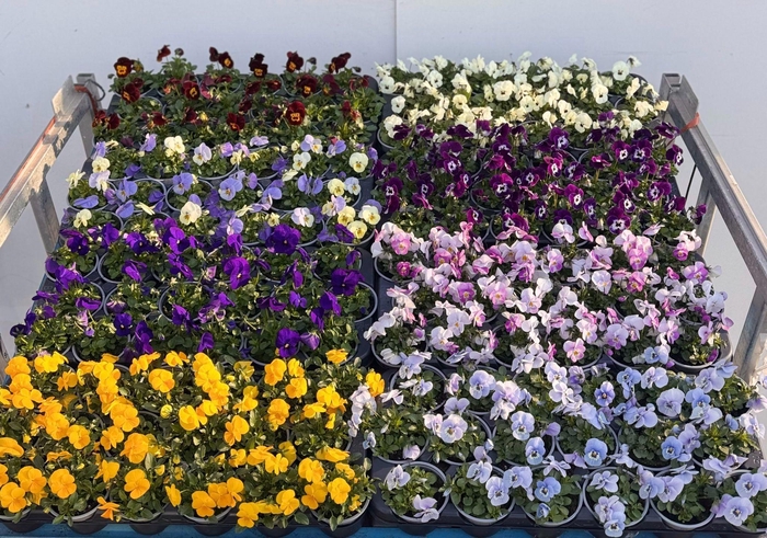 <h4>VIO CO MIXK</h4>