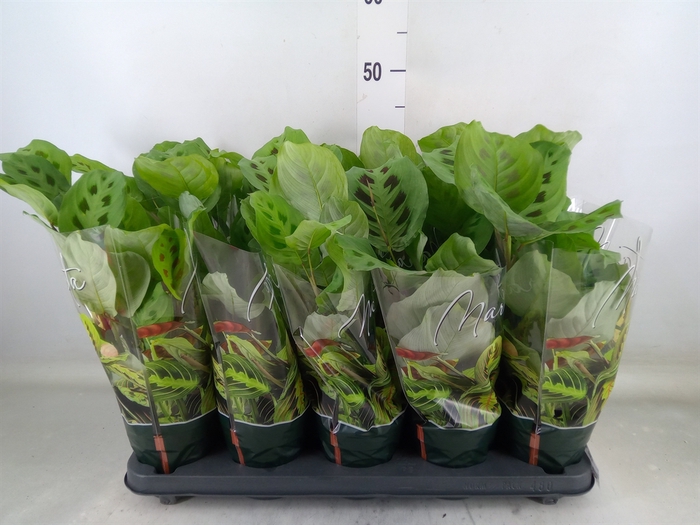 <h4>Maranta leuc. 'Kerchoveana'</h4>