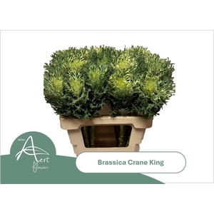 BRASS CRANE KING