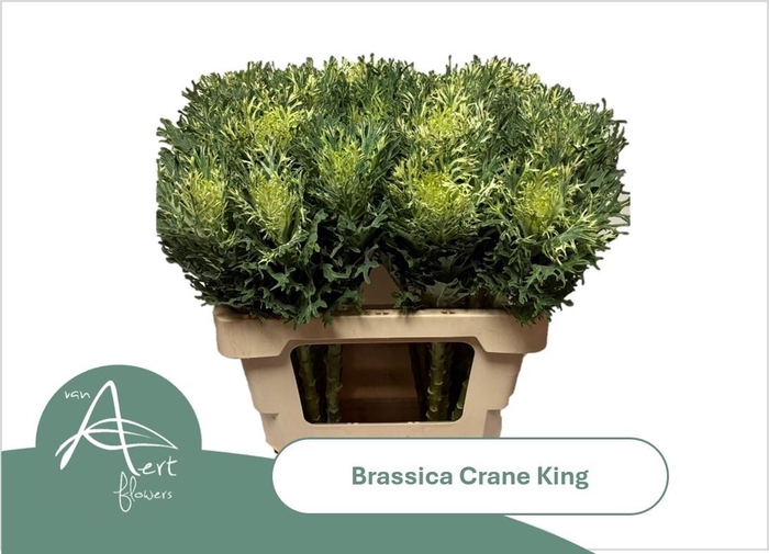 <h4>BRASS CRANE KING</h4>