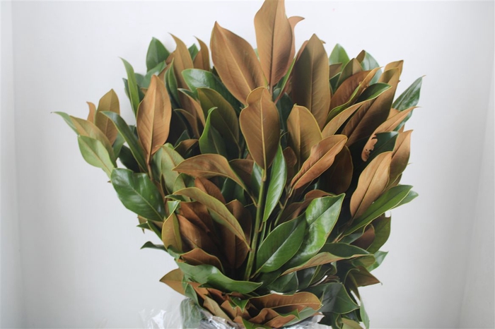 <h4>Magnolia P Bunch</h4>