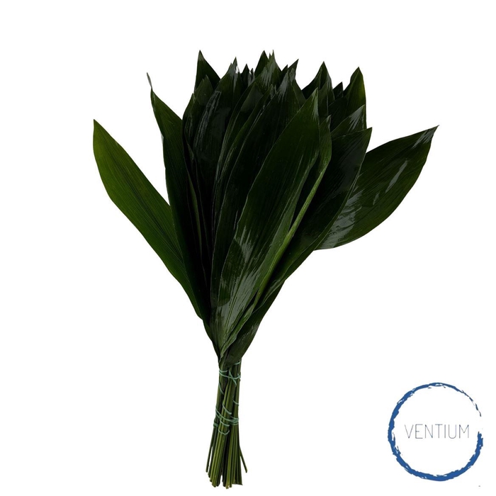 Aspidistra Ventium 70cm