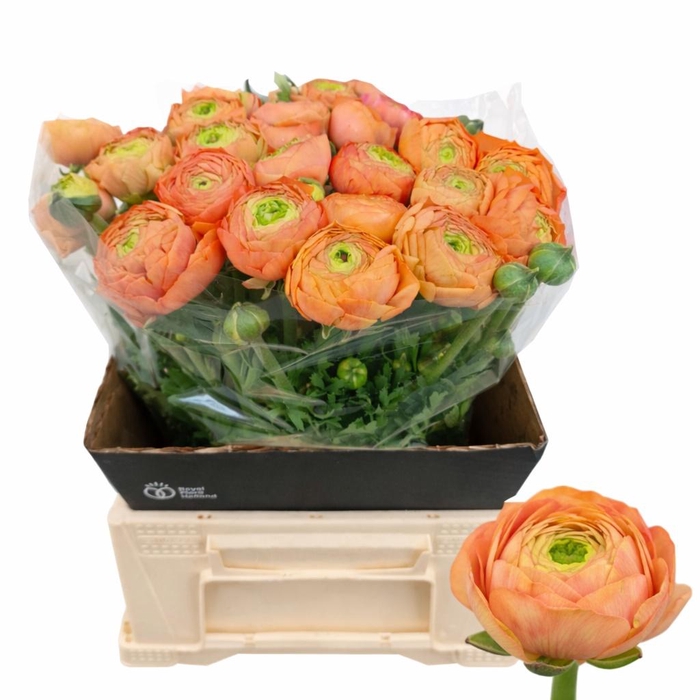 <h4>RAN AAZUR PEACH</h4>