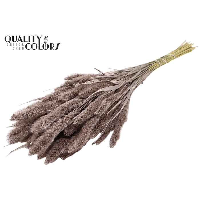 <h4>Setaria per bunch Champagne</h4>