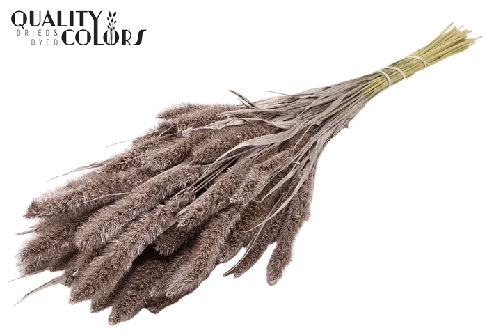 <h4>Setaria per bunch Champagne</h4>