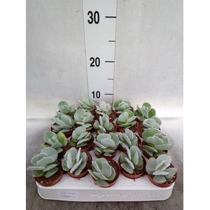 Cotyledon undulata