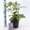 Hydrangea aspera Macrophylla