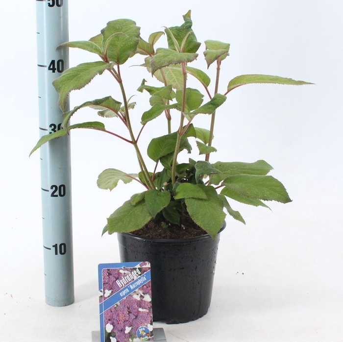 Hydrangea aspera Macrophylla