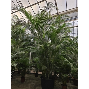 Dypsis lutescens (Areca)