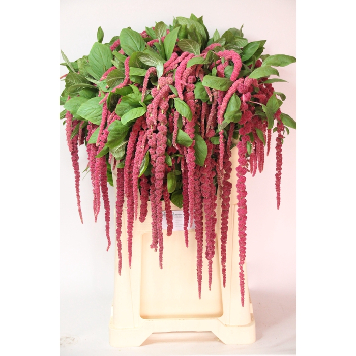 <h4>Amar Ca Red Cord</h4>