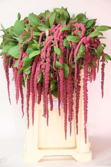 <h4>AMAR CA RED CORD</h4>