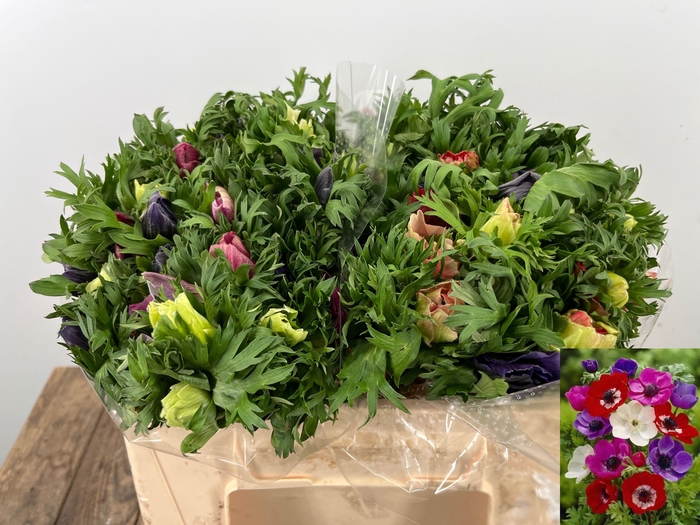 <h4>ANEM CO MAR GEM</h4>