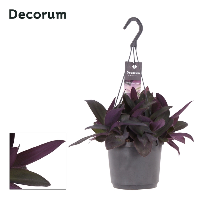 <h4>Tradescantia Purple Heart</h4>