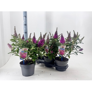 BUDD BFC LITTLE RUBY