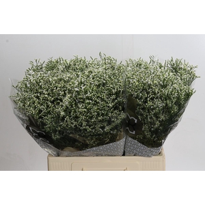 Limonium sinensis Clear Diamond