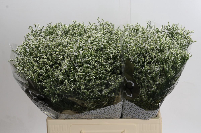 <h4>Limonium sinensis Clear Diamond</h4>