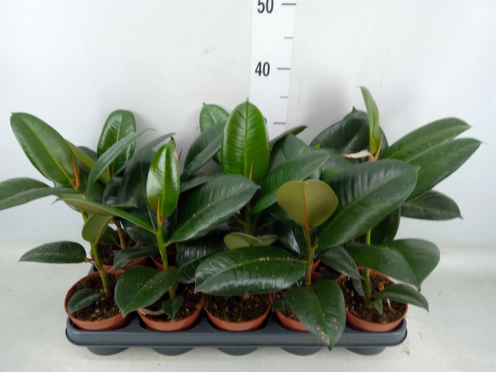 <h4>Ficus elastica 'Robusta'</h4>