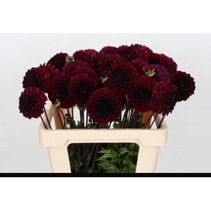Dahlia Red Jill