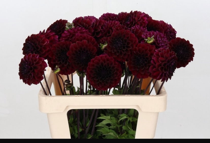 <h4>Dahlia Red Jill</h4>