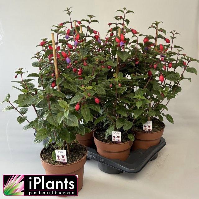 <h4>FUCHSIA B F MIXK</h4>