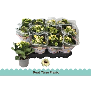 KAL GE TIGER M CREAM