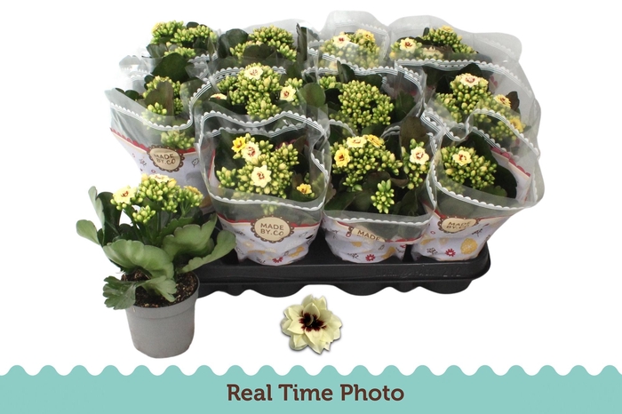 <h4>KAL GE TIGER M CREAM</h4>