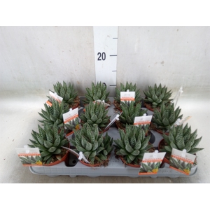 Haworthia   ...