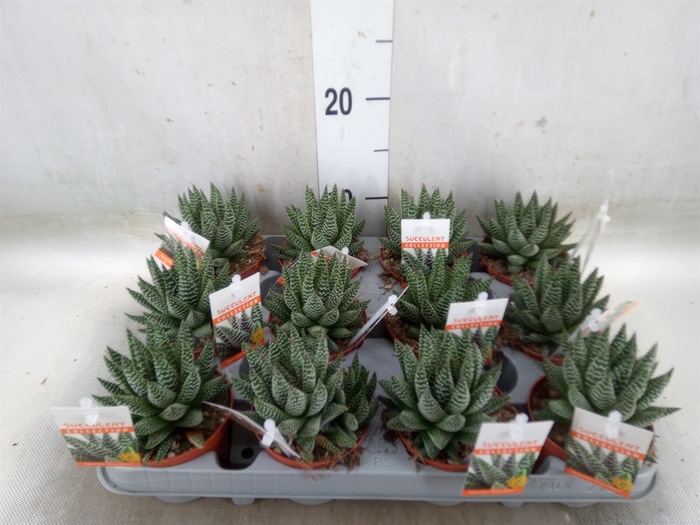<h4>Haworthia   ...</h4>