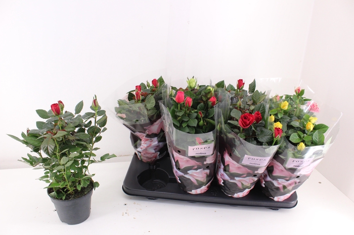 <h4>RO PATHIT GEM 5 SRT</h4>