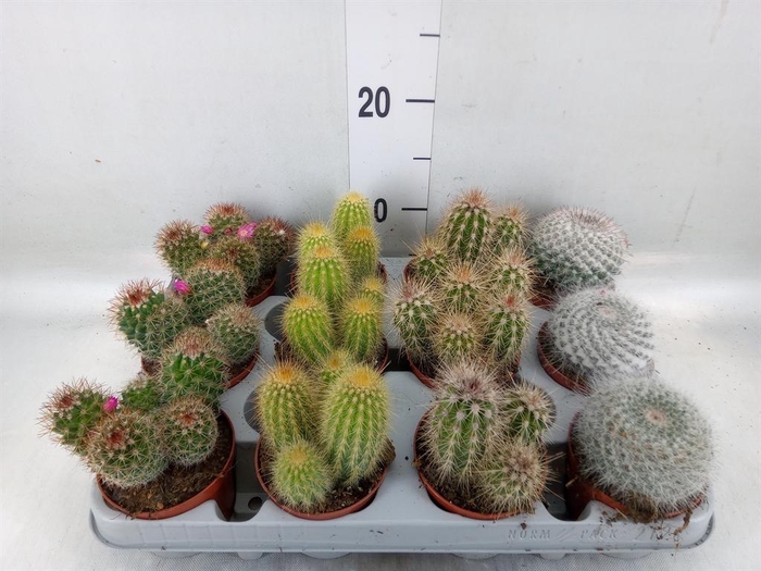 <h4>Cactus   ...mix</h4>