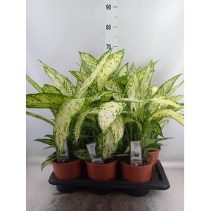 Dieffenbachia  'Vesuvius'