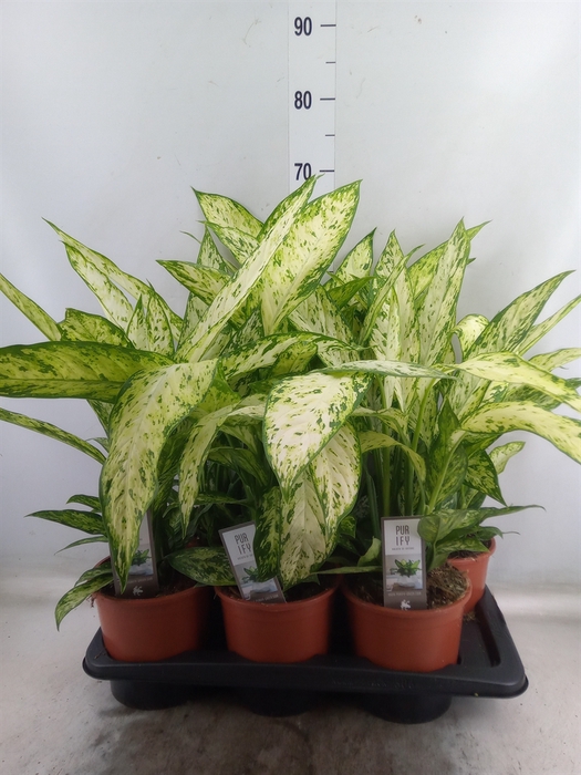 <h4>Dieffenbachia  'Vesuvius'</h4>