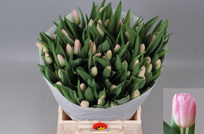 <h4>TU EN DYNASTY</h4>