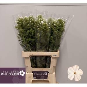 PHLOX ICECAP