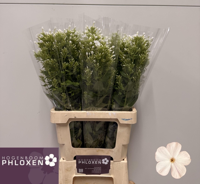 <h4>PHLOX ICECAP</h4>