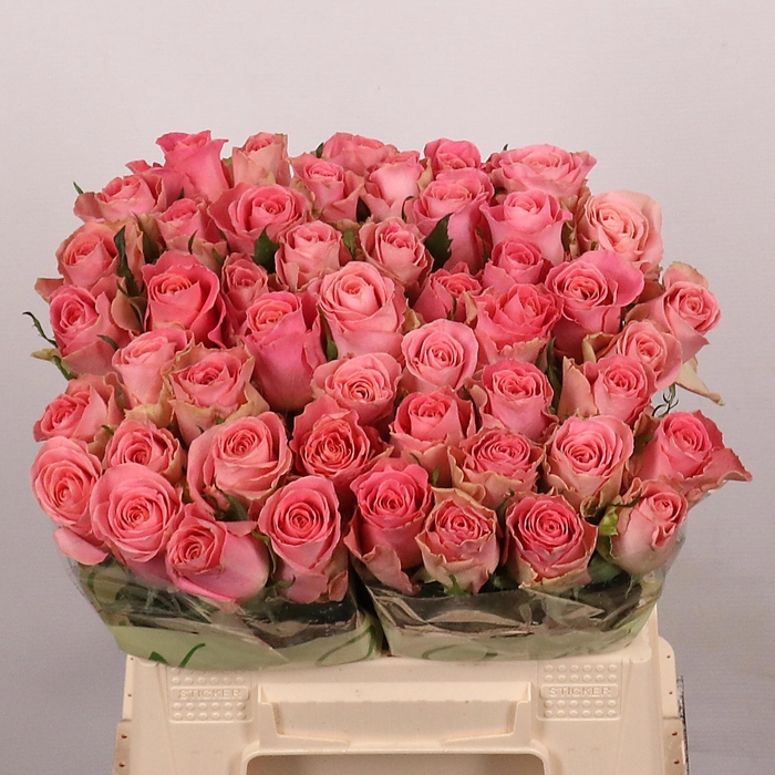 <h4>R GR HERMOSA+</h4>