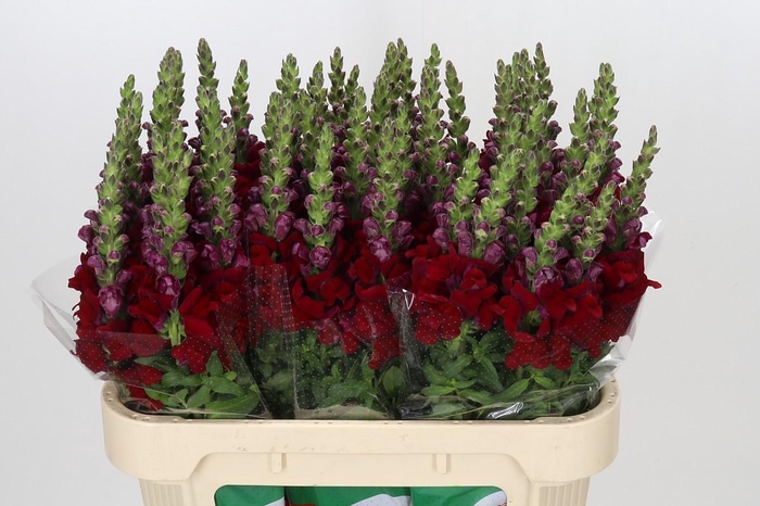 <h4>Antirrhinum Maryland Red</h4>