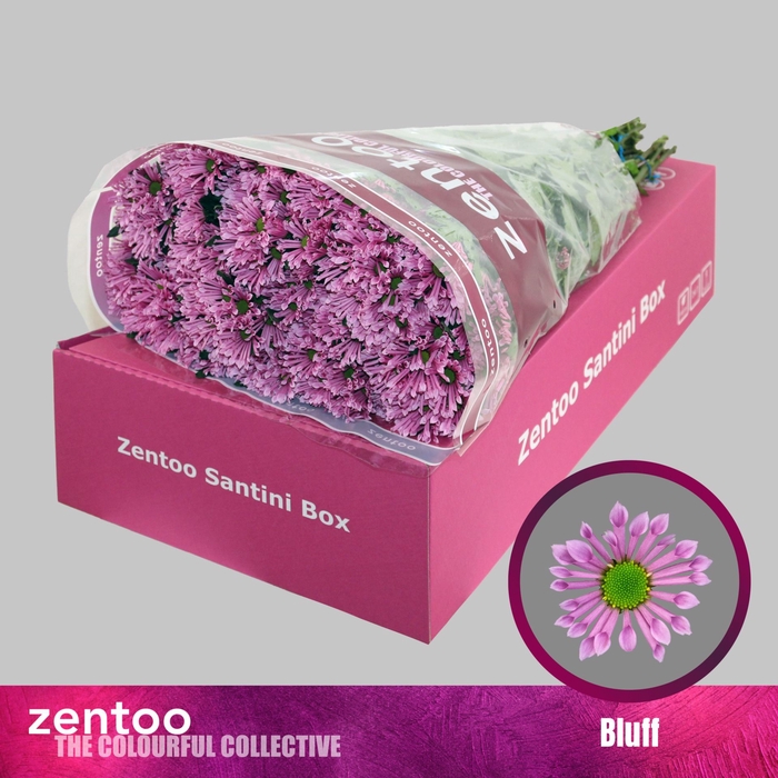 <h4>Chrysanthemum SA 'Bluff'</h4>