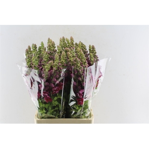 Antirrhinum Maryland Red