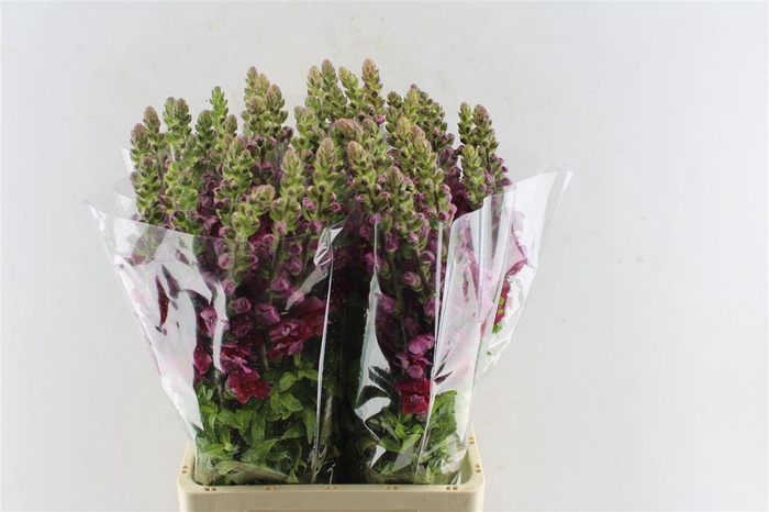 <h4>Antirrhinum Maryland Red</h4>