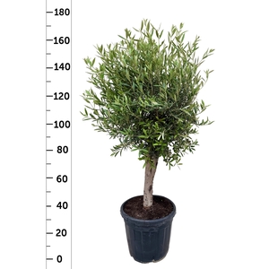 OLEA EUROPAEA