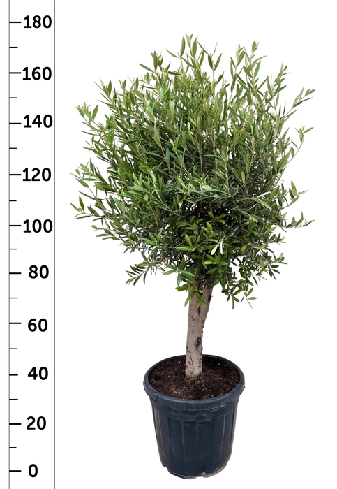 <h4>OLEA EUROPAEA</h4>