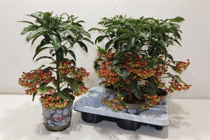 <h4>Ardis Crenata</h4>