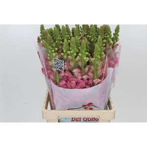 Antirrhinum Potomac Cherry Rose