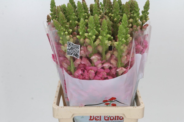 Antirrhinum Potomac Cherry Rose