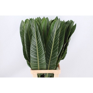 Strelitzia blad