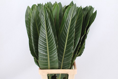 <h4>Strelitzia blad</h4>