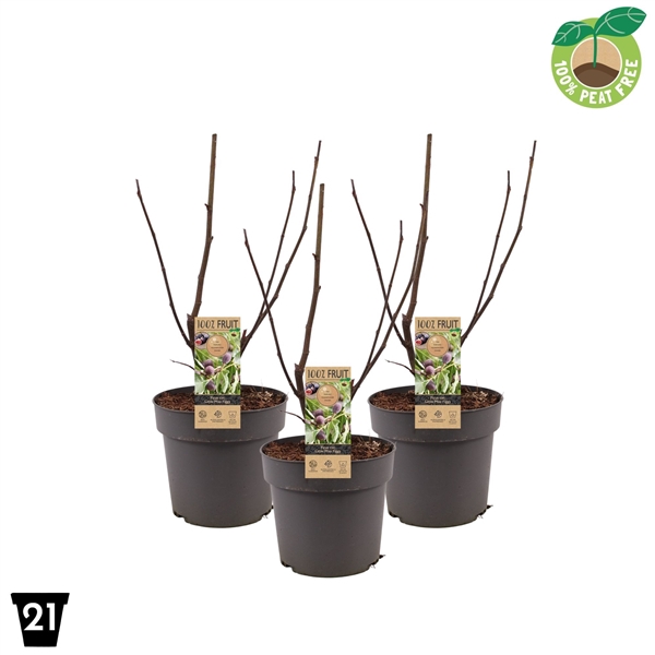 <h4>Ficus carica 'Little miss Figgy'?</h4>